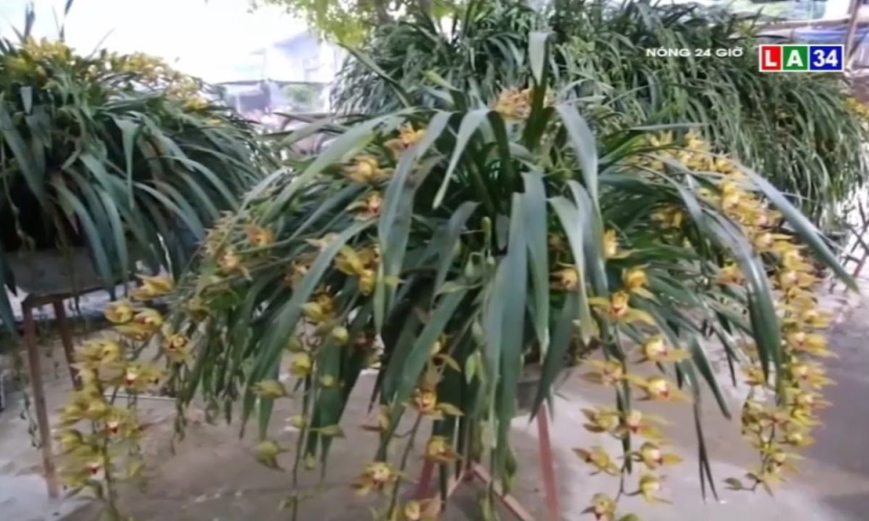 Cận cảnh &#8220;siêu thuyền” địa lan Trần Mộng giá gần 200 triệu đồng