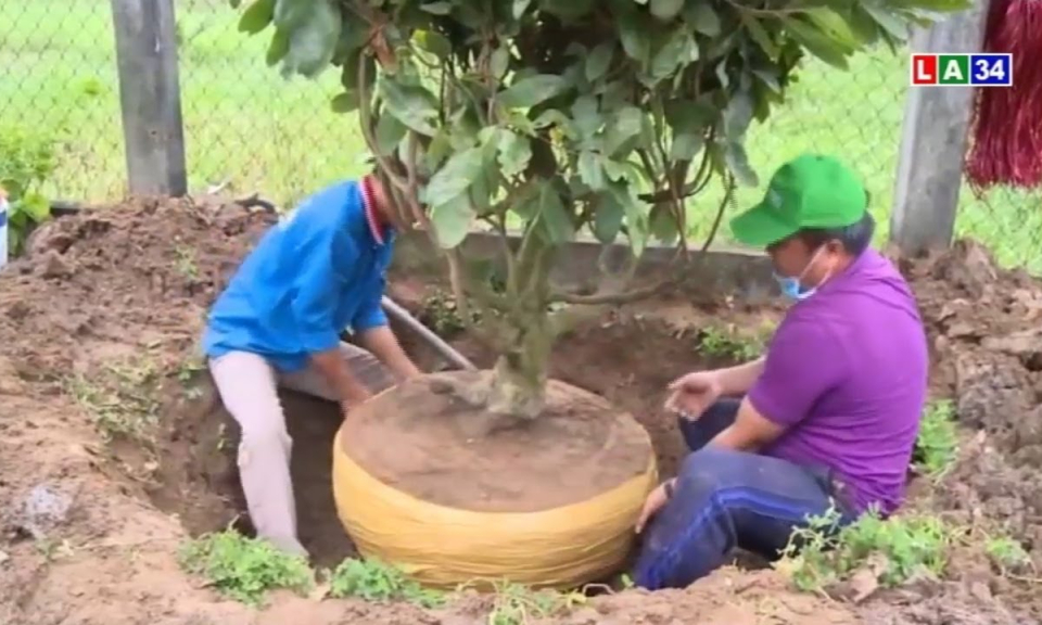 Kiếm tiền triệu từ nghề bứng mai Tết