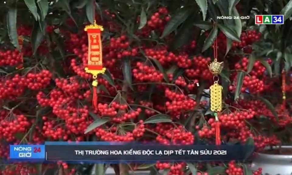 Thị trường hoa kiểng độc lạ dịp Tết Tân Sửu 2021