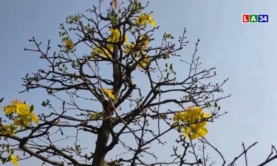 Trồng mai cho thu nhập ổn định
