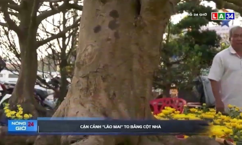 Cận cảnh &#8220;lão mai&#8221; to bằng cột nhà