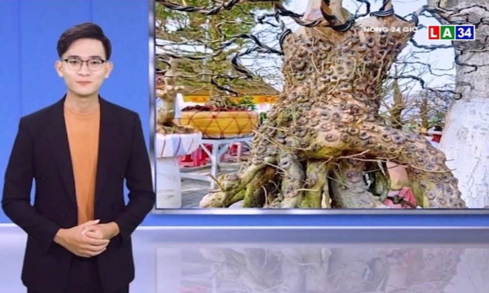 Kỳ lạ cặp mai có vẩy rồng