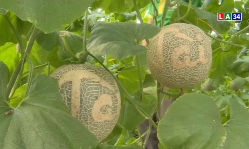 Khắc chữ thư pháp lên dưa lưới