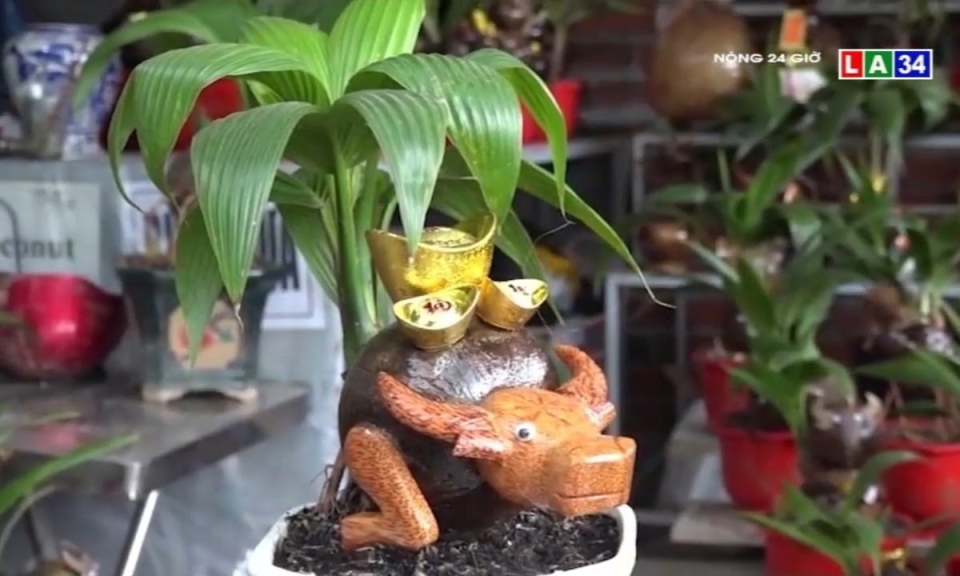 Độc đáo dừa bonsai hình con trâu