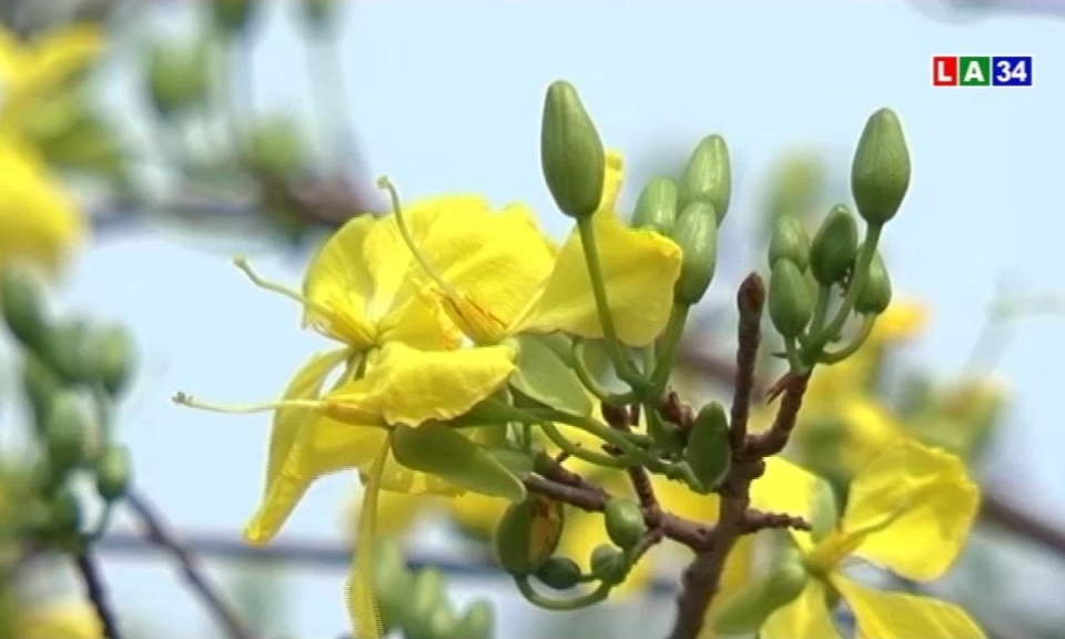 Lợi nhuận cao từ trồng mai