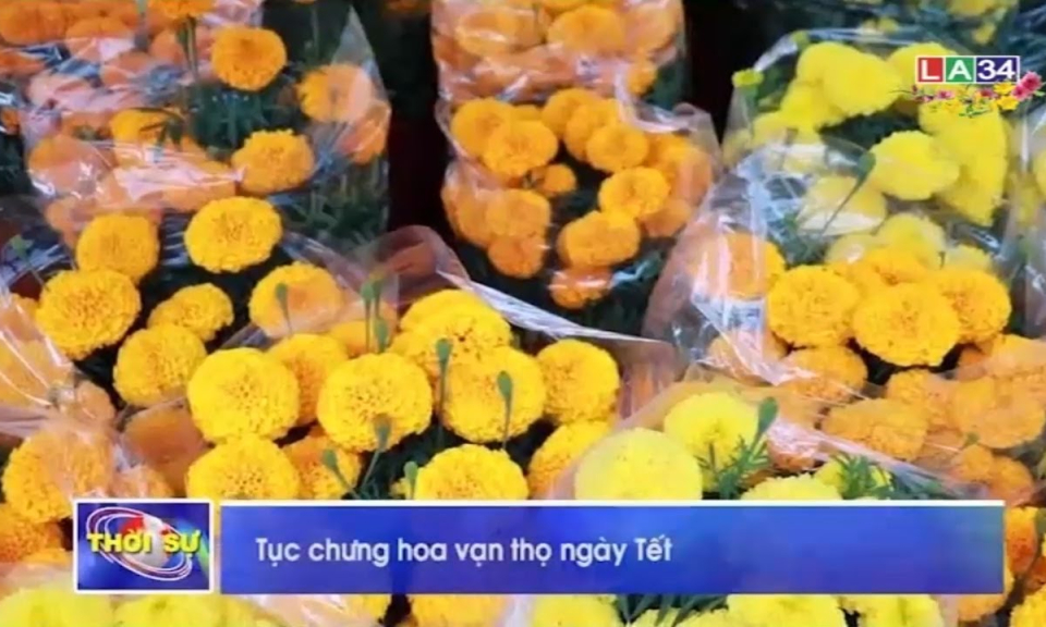 Tục chưng hoa vạn thọ ngày Tết