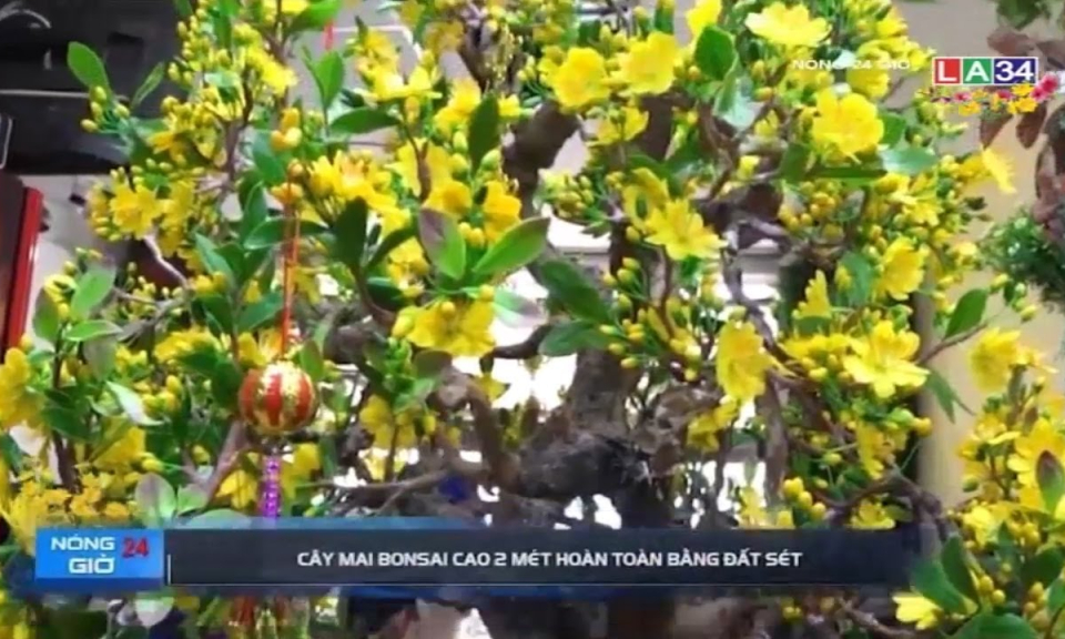 Cây mai bonsai cao 2 mét hoàn toàn bằng đất sét