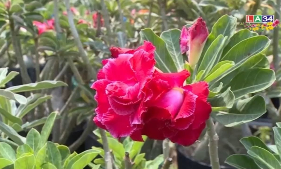 Xuân về trên khóm sứ Thái