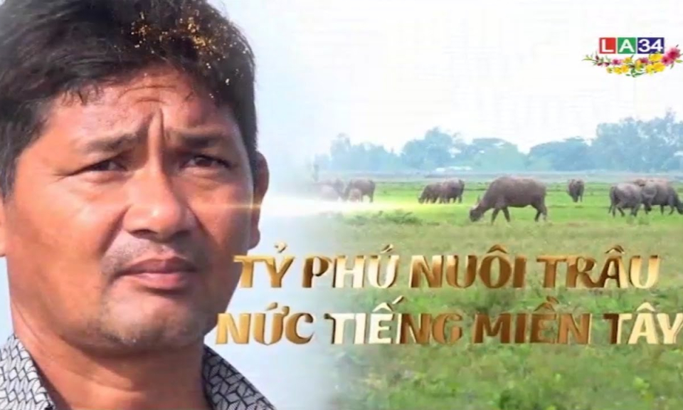 Tỷ phú nuôi trâu nức tiếng miền Tây