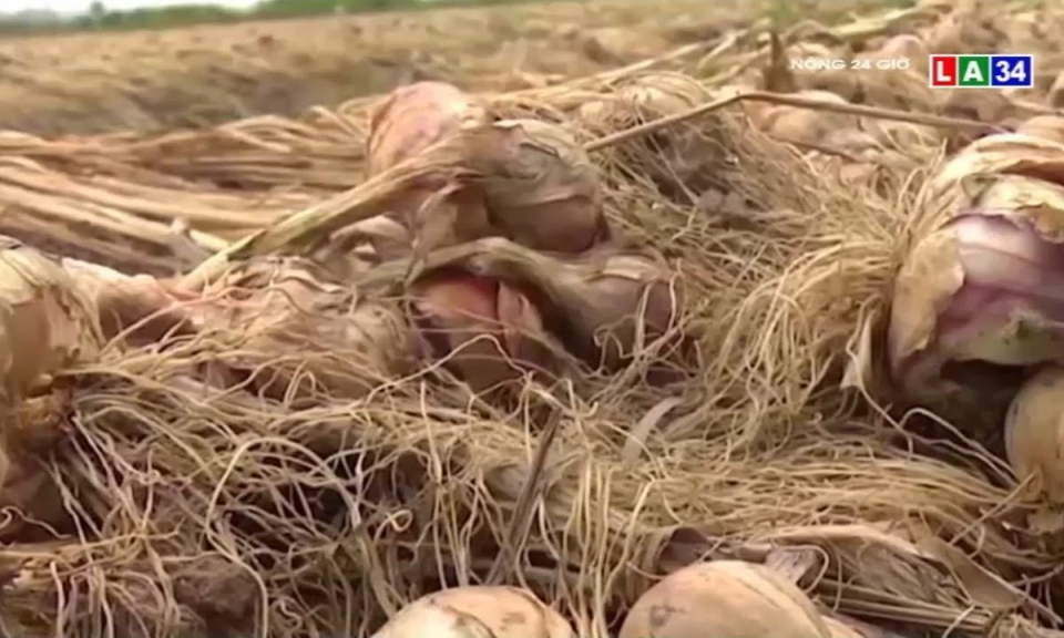 Hải Phòng cho phép xe chở hàng Hải Dương vào thành phố nếu đủ điều kiện phòng dịch