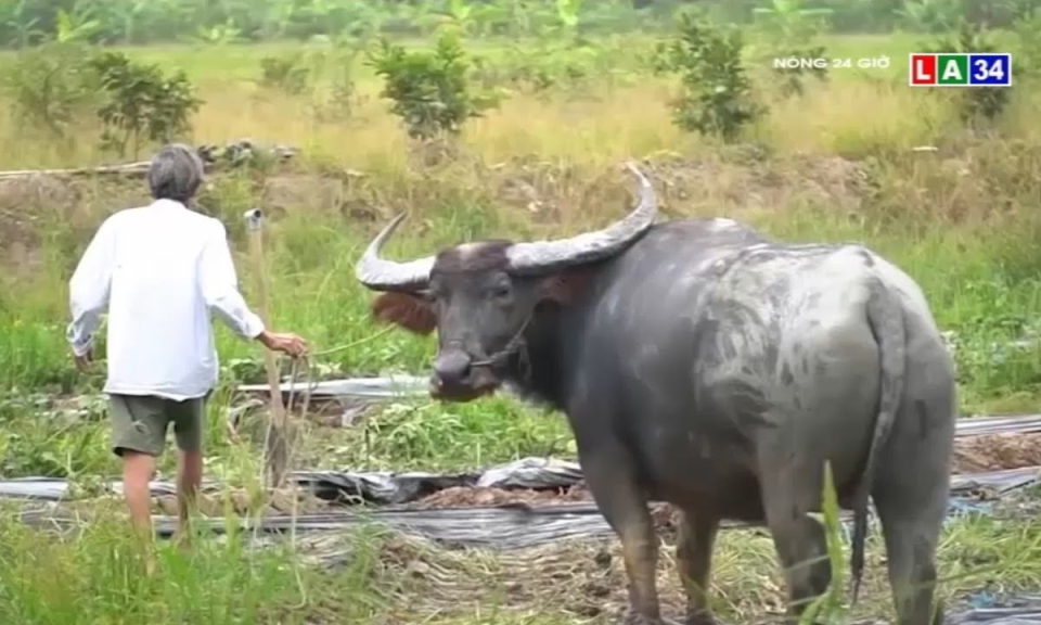 Về miền Tây ngắm trâu kéo dưa hấu