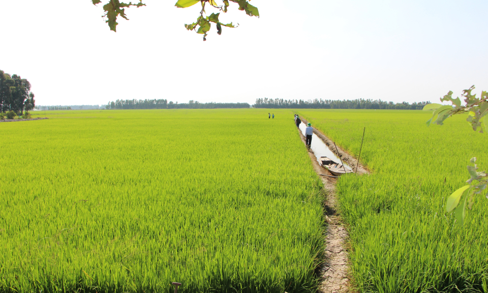 Long An: trên 3.810ha lúa Đông Xuân 2020-2021 nhiễm sâu năn