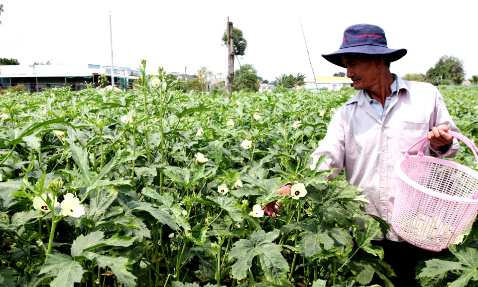 Nông dân Cần Đước ra đồng đầu năm mới