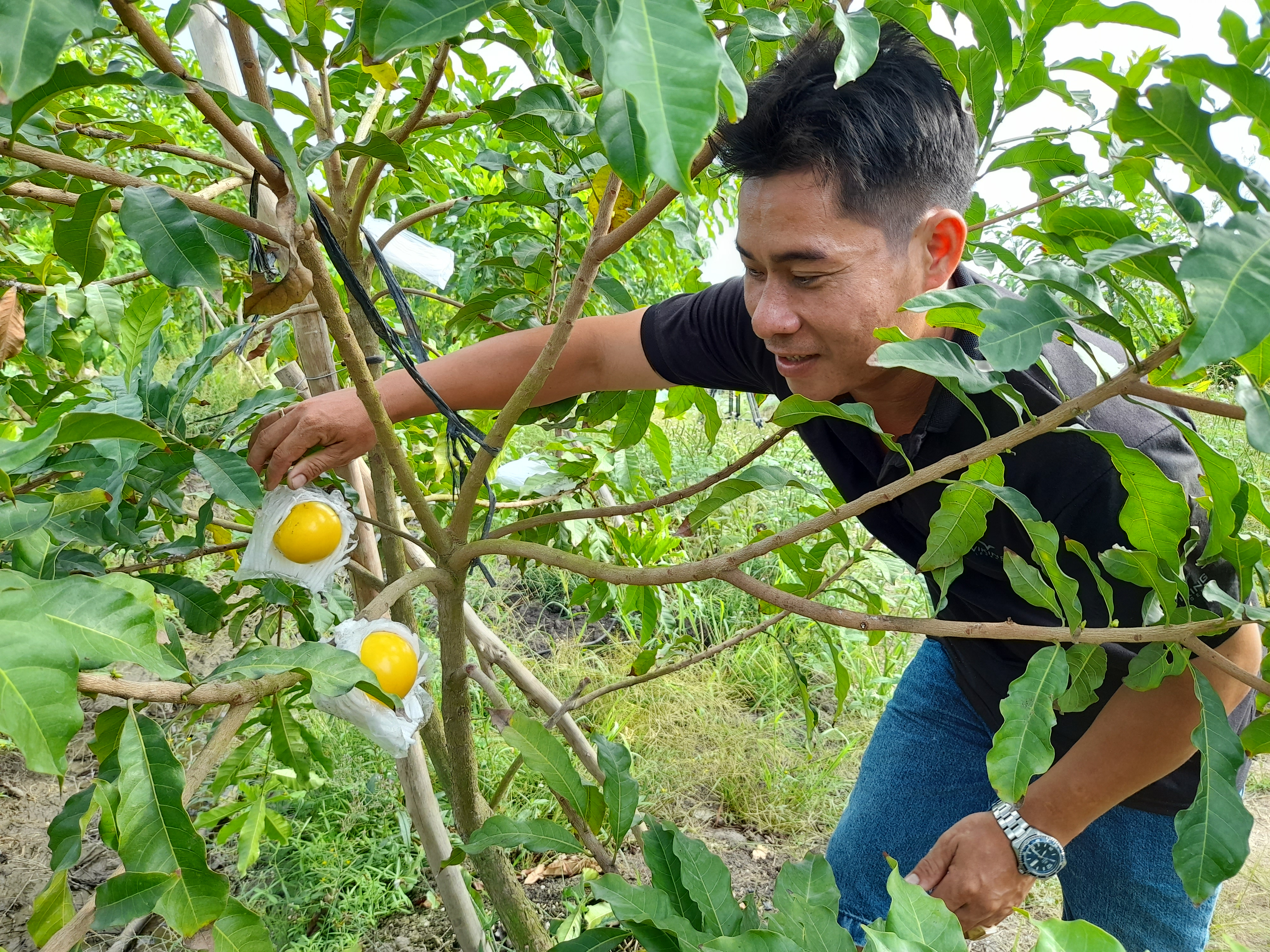 Mua cây vú sữa hoàng kim trưởng thành  Nhà Vườn Ngọc Lâm