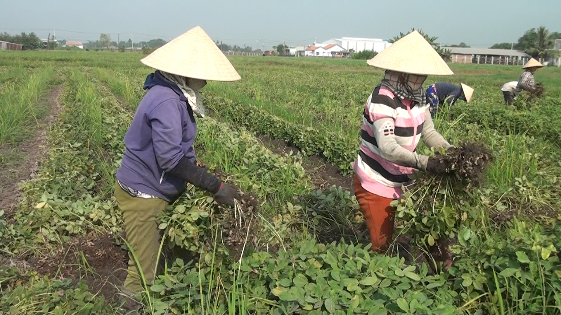 Đậu phộng tốt cho tim mạch