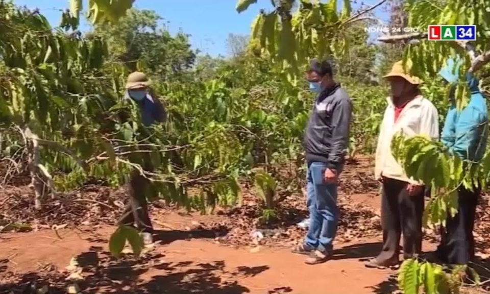 Phát hiện thi thể không còn nguyên vẹn của người đàn ông mất tích trong rẫy cà phê