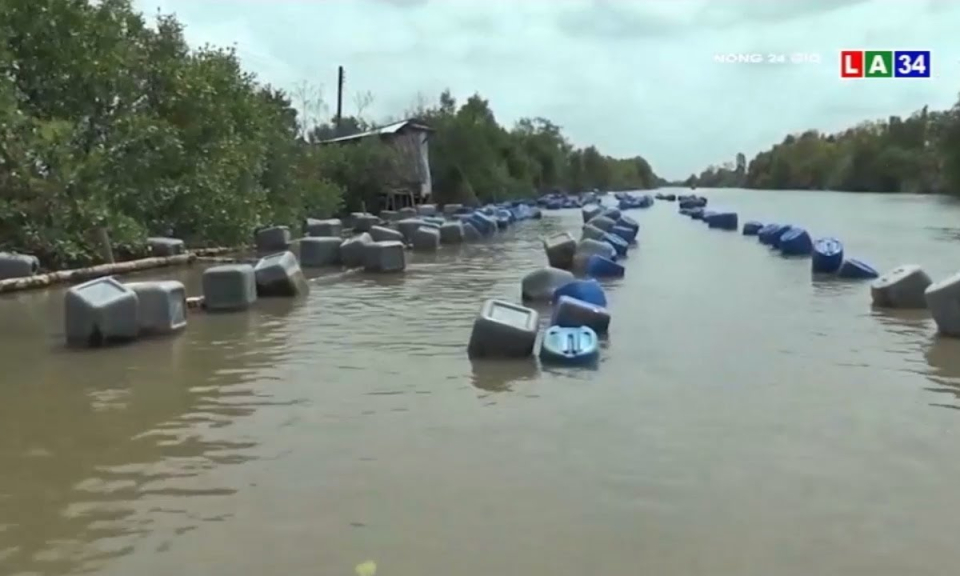 Làm giàu nhờ mô hình nuôi hàu bằng giàn bè thùng nhựa