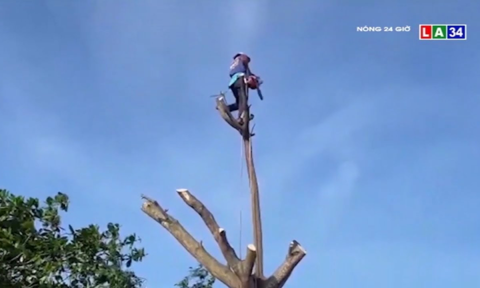 Chuyện về &#8220;Vua khỉ miền Tây&#8221;