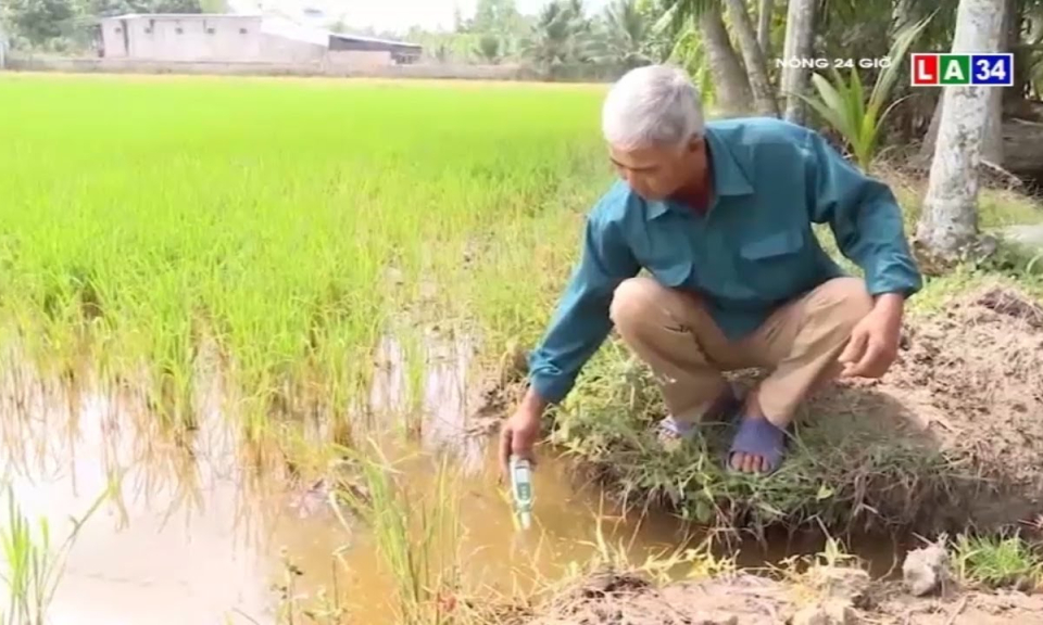 Bất chấp khuyến cáo nông dân vẫn gieo sạ, “đánh cược” với xâm nhập mặn