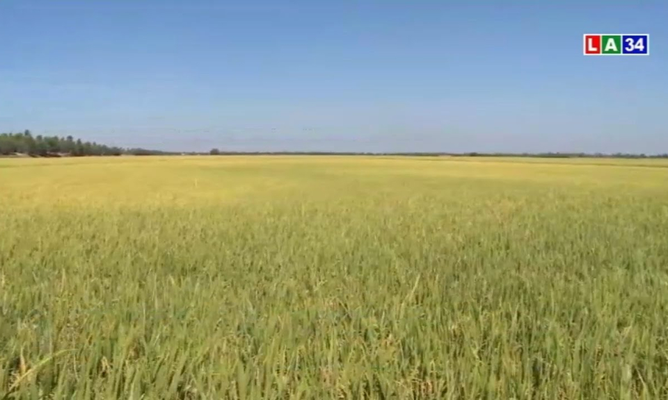 Long An: Chuyển mục đích sử dụng 65 ha đất trồng lúa sang đất phi nông nghiệp