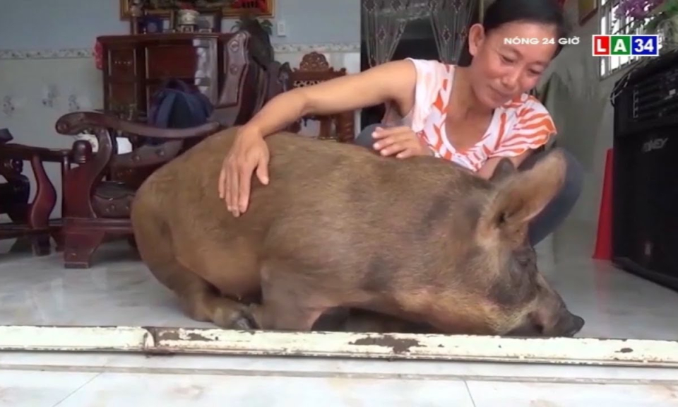 Cận cảnh chú heo sang chảnh có tên &#8220;Út Đẹt&#8221;