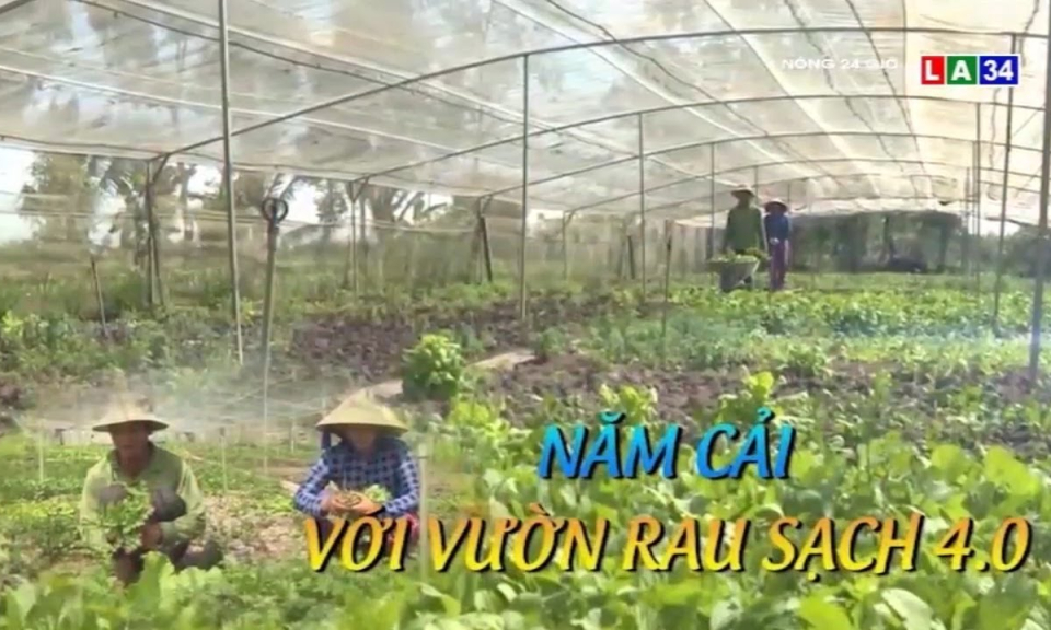 Năm Cải với vườn rau sạch 4.0