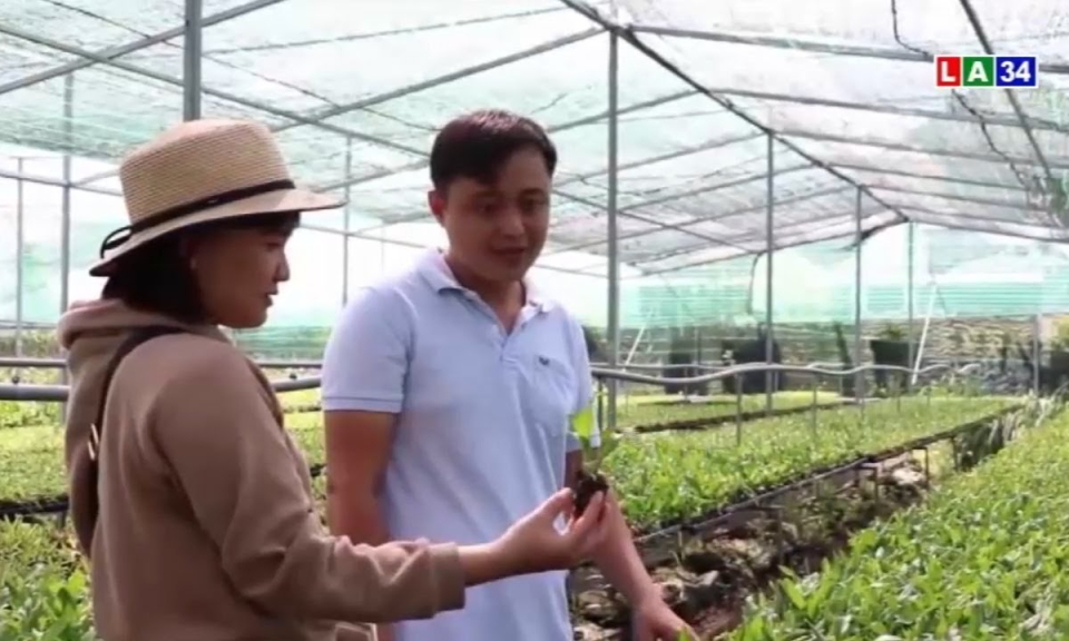 Cần Giuộc: Vườn lan cấy mô của chàng trai 9X