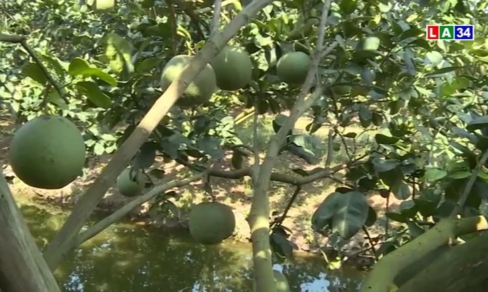 Mô hình chống hạn hiệu quả của nông dân Long An