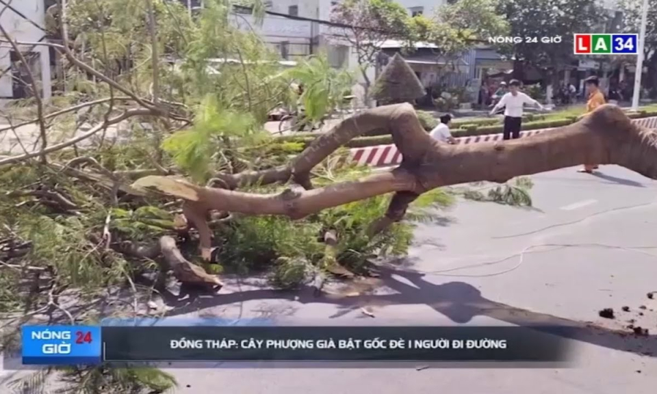 Đồng Tháp: Cây phượng bật gốc đè 1 người đi đường