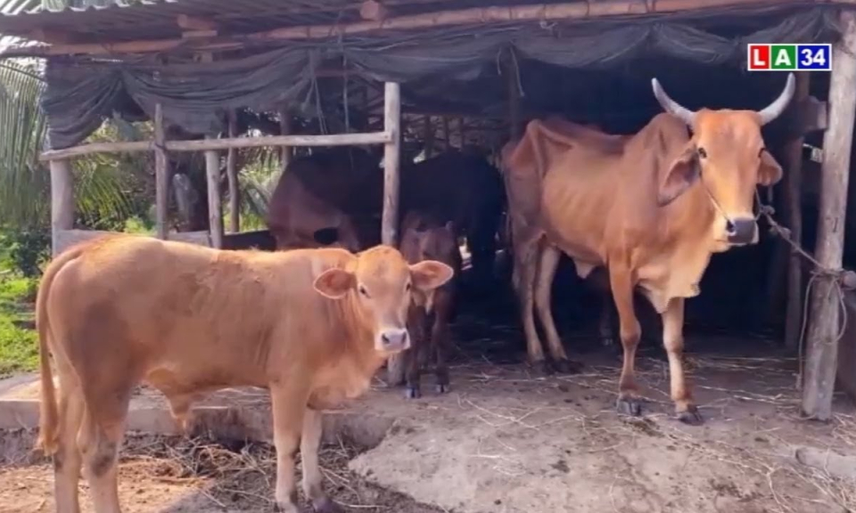Đức Huệ: Nỗ lực tạo đàn bò giống chất lượng cao