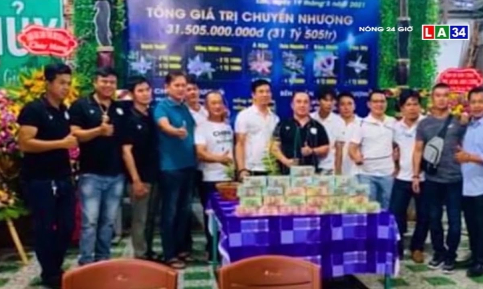 Thực hư vụ mua bán lan đột biến trên 31 tỉ đồng