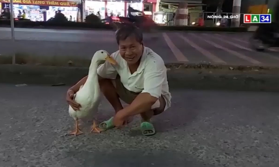 Chú vịt biết hôn, biết mắc cở