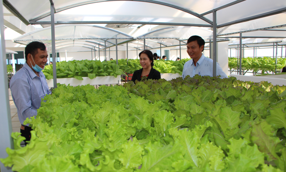 TP Tân An thực hiện và nhân rộng mô hình “Trồng rau đô thị”