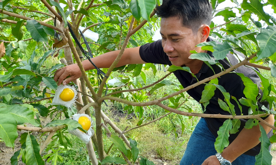 Vú sữa Hoàng Kim, cây trồng mới tiềm năng ở Tân Thạnh