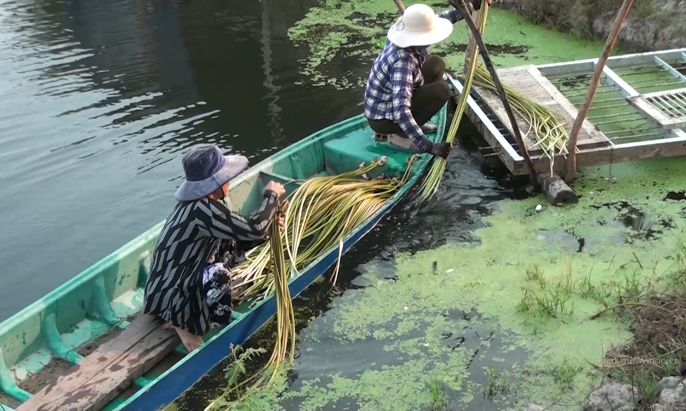 Thành công từ mô hình trồng bông súng trong ao nuôi cá tra bột
