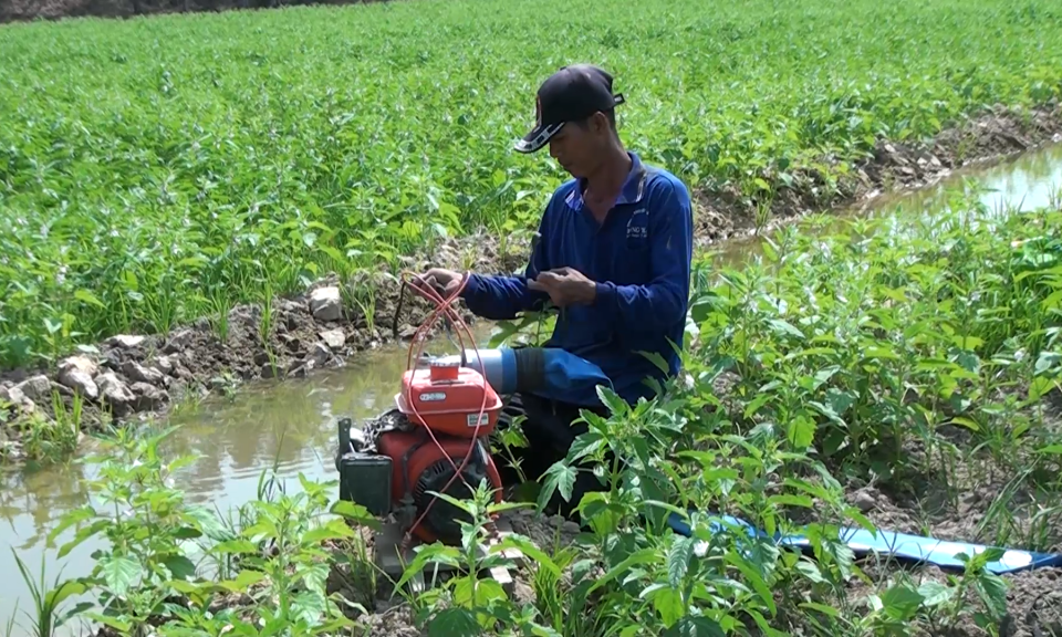 Tân Hưng gieo trồng trên 700 ha mè vụ xuân hè 2021