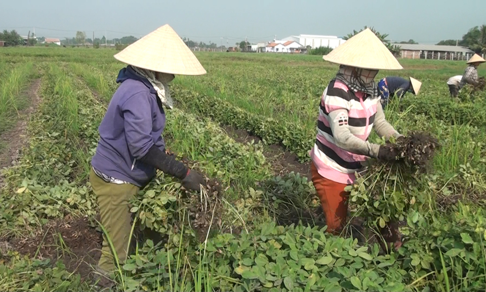 Đức Hòa: Đậu phộng Đông xuân được mùa, được giá