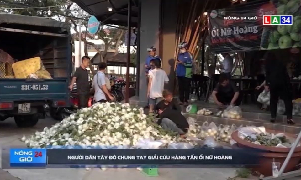 Người dân Tây Đô chung tay giải cứu hàng tấn ổi nữ hoàng