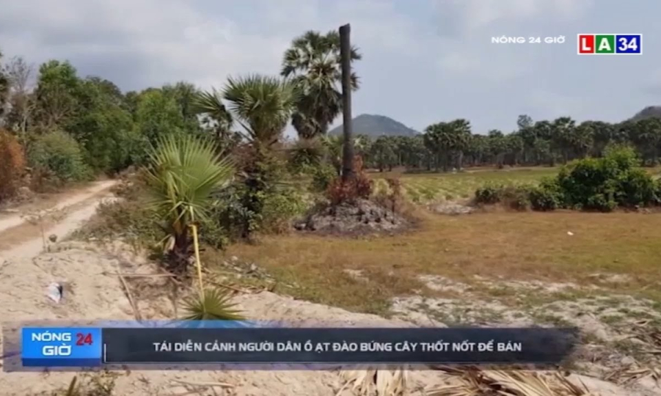 Tái diễn cảnh người dân ồ ạt đào bứng cây thốt nốt để bán