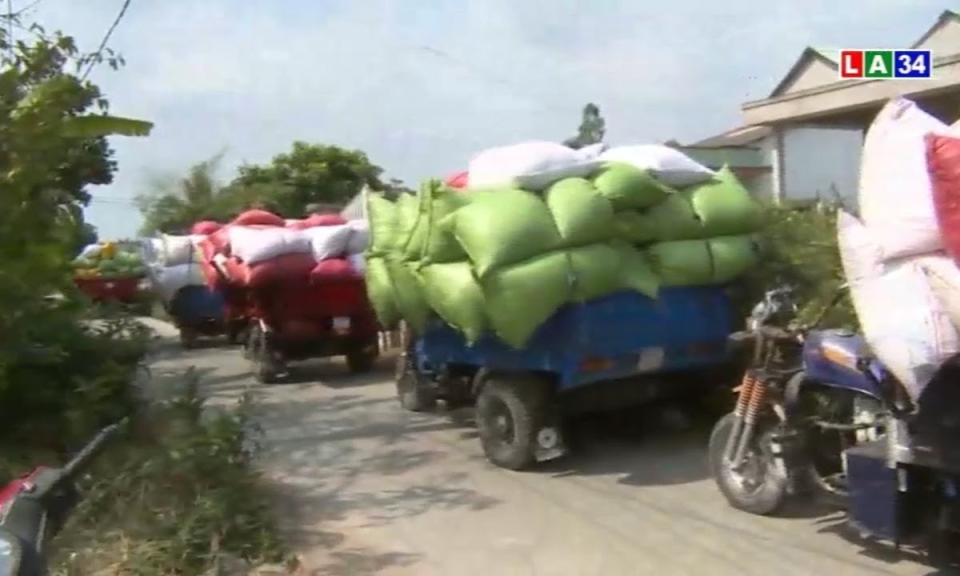 Long An: Nông dân trúng mùa lúa giữa mùa hạn mặn