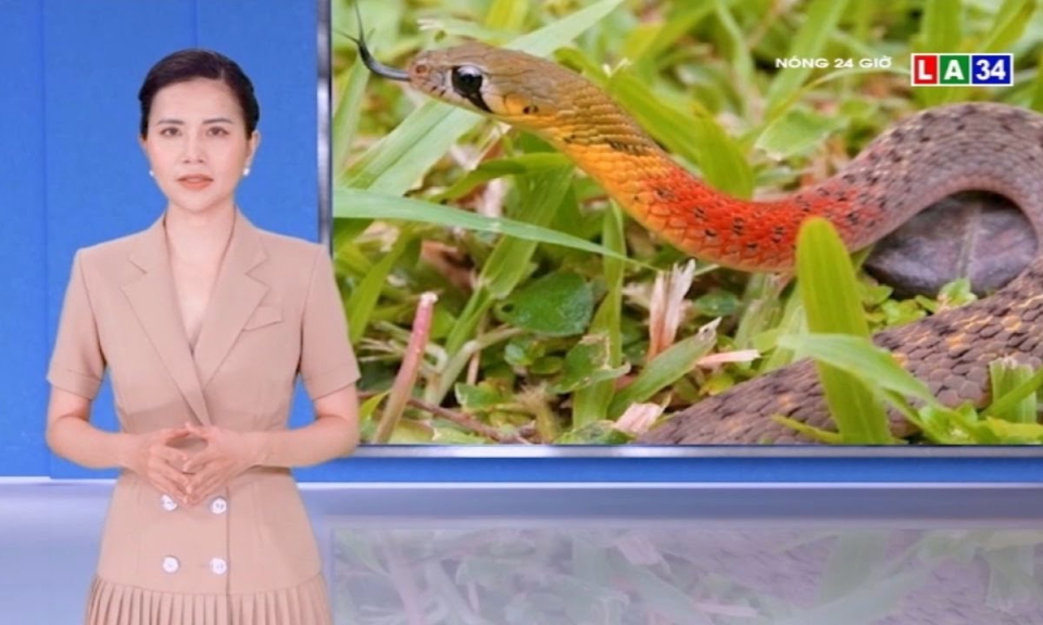 Xót xa bé gái tử vong vì &#8220;rắn học trò&#8221; cắn do không có huyết thanh kháng nọc