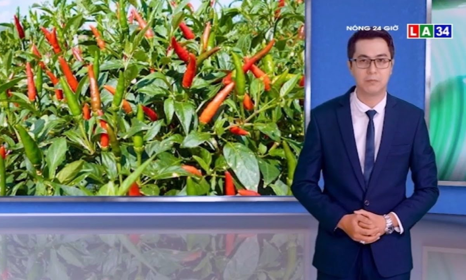 Vì sao giá ớt lao dốc mạnh sau khi tăng dựng đứng?
