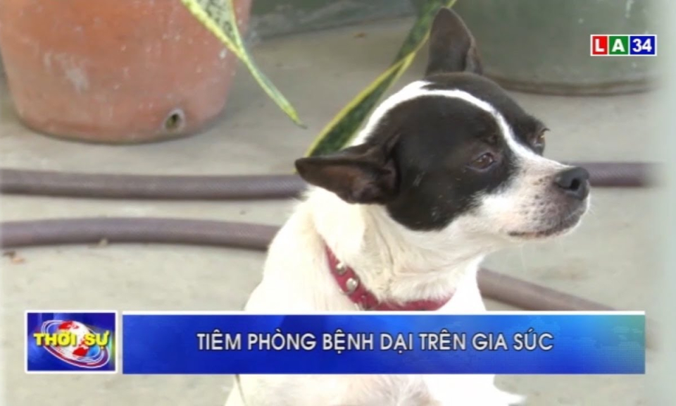Tiêm phòng bệnh dại trên gia súc