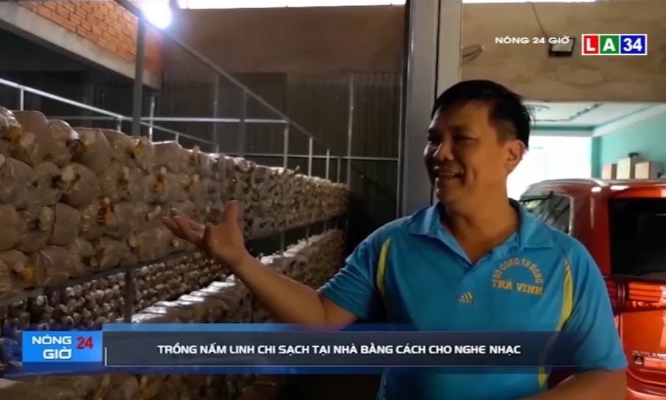 Trồng nấm linh chi sạch tại nhà bằng cách cho nghe nhạc