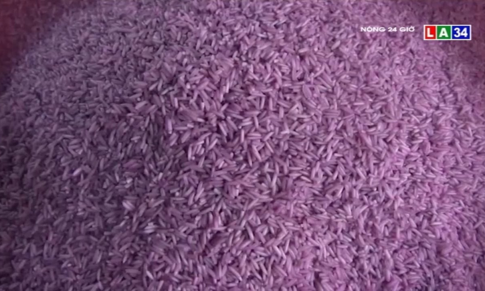 Độc đáo gạo tím khoai lang độc nhất miền Tây