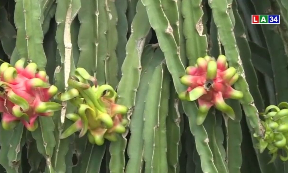 Bán thanh long non, có cần thiết?