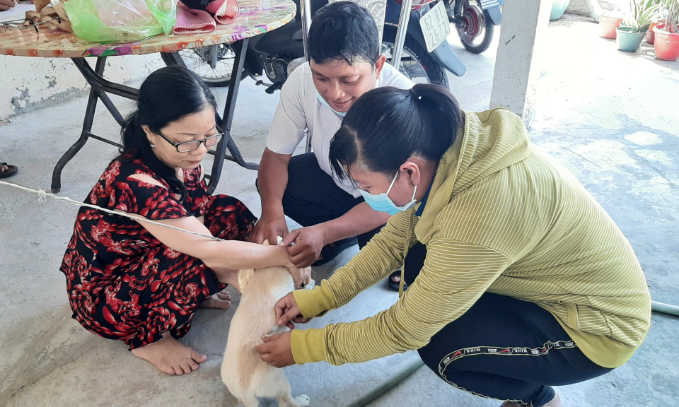 TP Tân An: Tiêm vaccin phòng dại cho đàn chó, mèo