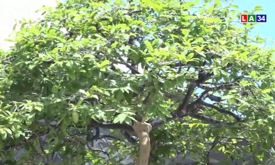 Độc đáo cây mai vàng có dáng thế &#8220;ngai vàng lọng vua&#8221;