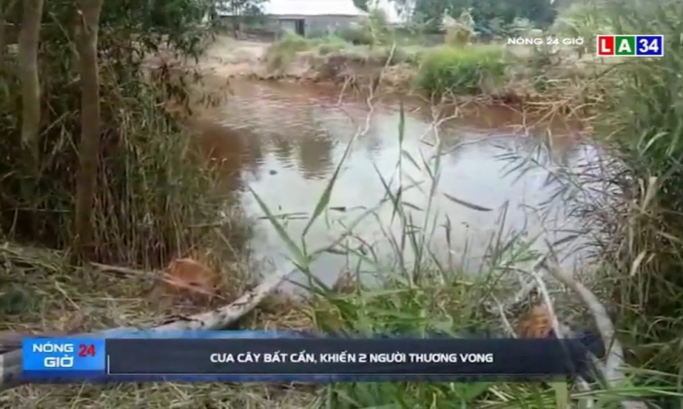 Cưa cây bất cẩn khiến 2 người thương vong
