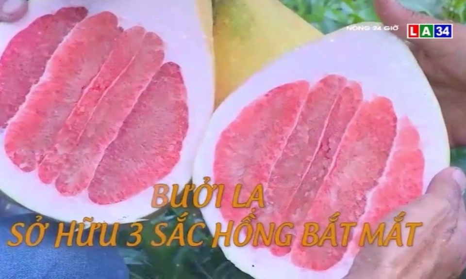 Bưởi lạ &#8211; Sở hữu 3 sắc hồng bắt mắt